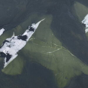 Jurassic Green Marble